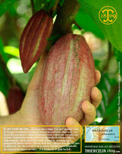 Fèves de cacao, entières améliorées
