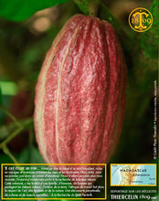 Fèves de cacao, entières améliorées