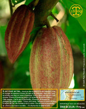 Fèves de cacao, entières améliorées