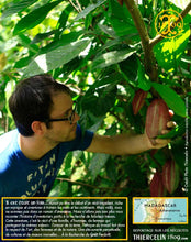 Fèves de cacao, entières améliorées