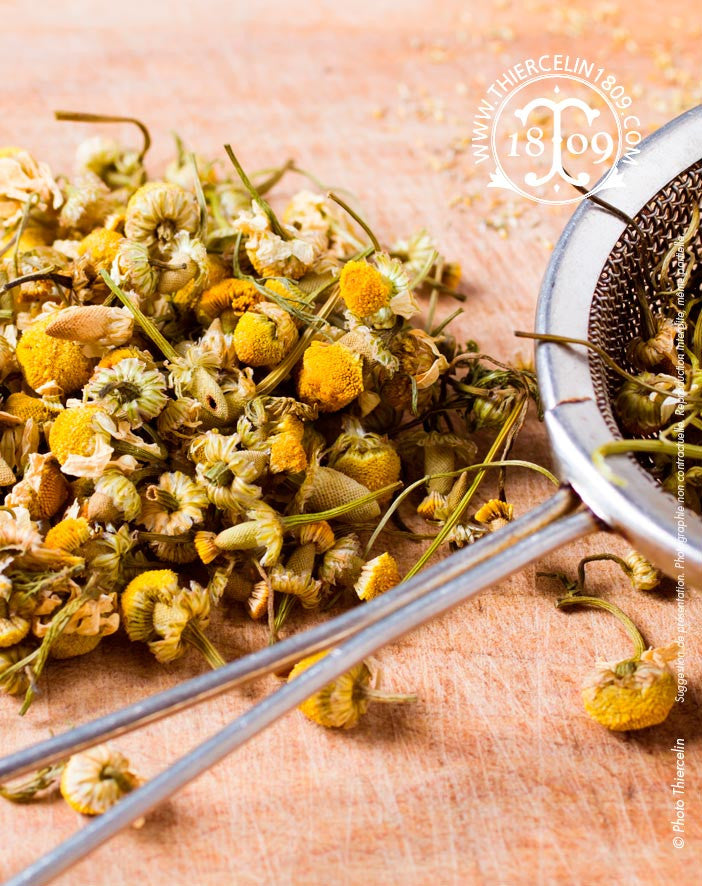 Camomille Romaine, fleurs séchées