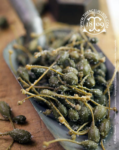 Câpres à queue au sel, fruits du câprier