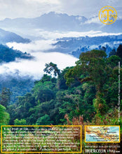 Cardamome verte, capsules entières