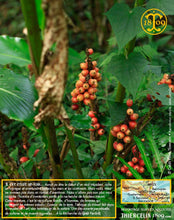 Nous tombons nez à nez avec de grosses boules rouges vives… Thiercelin