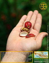 Encore une curiosité inconnue que nous découvrons… Nous vous la présenterons un autre jour. Thiercelin