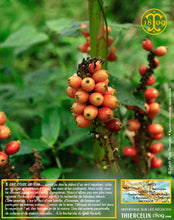 Vu comme cela on pourrait penser qu'il s'agit de café ou d'un petit fruit exotique… Mais attention, l'oeil averti ne se trompe pas… Thiercelin