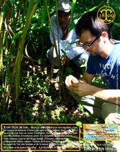 Cardamome verte, capsules entières