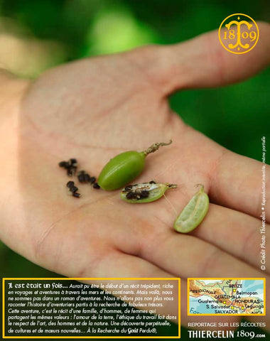 Cardamome verte, capsules entières issues de l'agriculture biologique