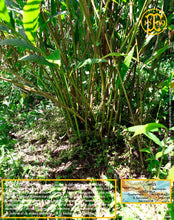 Cardamome verte, capsules entières