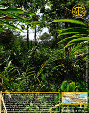 Cardamome verte, capsules entières