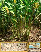 Cardamome verte, capsules entières