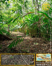 Cardamome verte, capsules entières