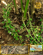 Cardamome verte, capsules entières