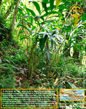 Cardamome verte, capsules entières