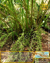 Cardamome verte, capsules entières