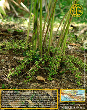 Cardamome verte, capsules entières