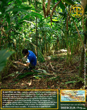 Cardamome verte, capsules entières