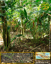 Cardamome verte, capsules entières