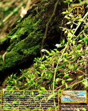 Cardamome verte, capsules entières