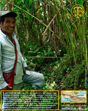 Cardamome verte, capsules entières