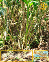 Cardamome verte, capsules entières