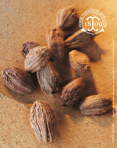 Cardamome (Elettaria cardamomum) ou Green cardamom, Grüner Cardamom, Kardemumma, Kardemom, Cardamomo, Κάρδαμο, הל (Hel), इलायची, حب الهان (Habbu al-hal), هل (hel), Շուշմիր (Shushmir), Элеттария кардамон