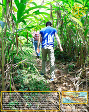 Cardamome verte, capsules entières