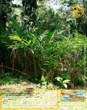 Cardamome verte, capsules entières