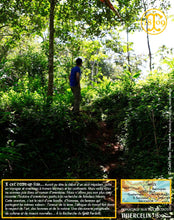 Cardamome verte, capsules entières