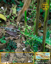 Cardamome verte, capsules entières