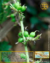 Cardamome verte, capsules entières