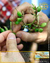 Cardamome verte, capsules entières