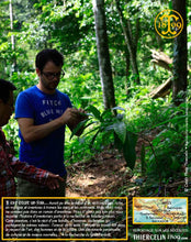 Cardamome verte, capsules entières