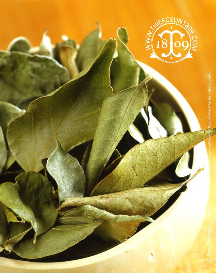 cari feuille (Murraya koenigii) ou Kaloupilé, Caloupilé, Curry leaves, Indian bay, Indian curry tree, Sweet nim, Curryblätter, Kerriebladeren, Karriblader, Curry levelek, Hojas del Cury, foglia di cari, folhas do caril, листья карри