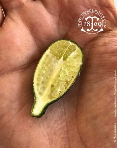 CITRON CAVIAR, entier frais