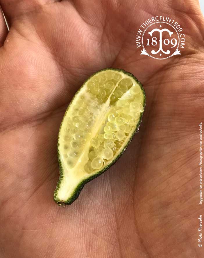 CITRON CAVIAR, entier frais