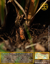 Récolte, voyage, aventure, champs, fermiers : curcuma racine en poudre (Curcuma longa L.) ou turmeric, turmerik, Gelbwurz, Geelwortel, Koenir, Tarmeriek, guskmeja, Cúrcuma, açafroeira da Índia, terra merita, Kłącze kurkumy, Sárga gyömbérgyökér, الكركم (kourkoum), כורכום (Kurkum),турмерин,  ขมิ้น, 심황, 薑黃, ウコン, ターメリック, うこん, 鬱金