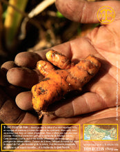 La racine sera lavée pour être ensuite préparée… Thiercelin