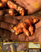 Voilà de superbes racines fraîches de curcuma BIO… Thiercelin