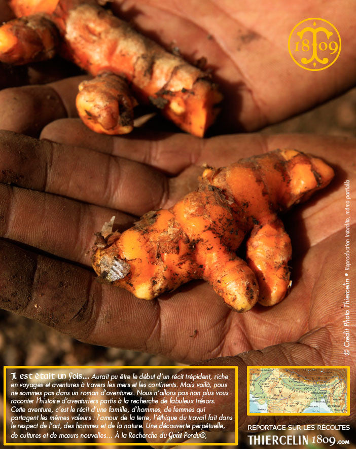 Voilà de superbes racines fraîches de curcuma BIO… Thiercelin