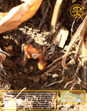 On peut ensuite la déraciner pour la récolter. Thiercelin