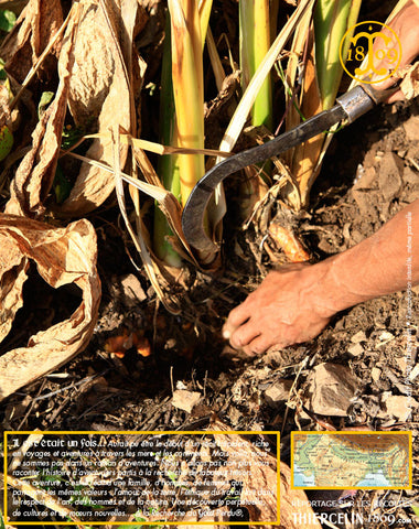 Curcuma, racines/rizhomes/doigts entiers, issus de l'agriculture biologique