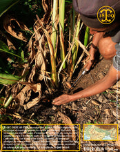 … avant de pouvoir faire apparaître les racines… Thiercelin