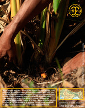 …encore un petit effort… Thiercelin