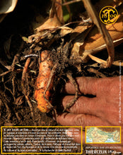 Quel beau trésor de la nature… Thiercelin