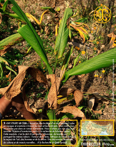Le plant de curcuma possède de grandes feuilles… Thiercelin