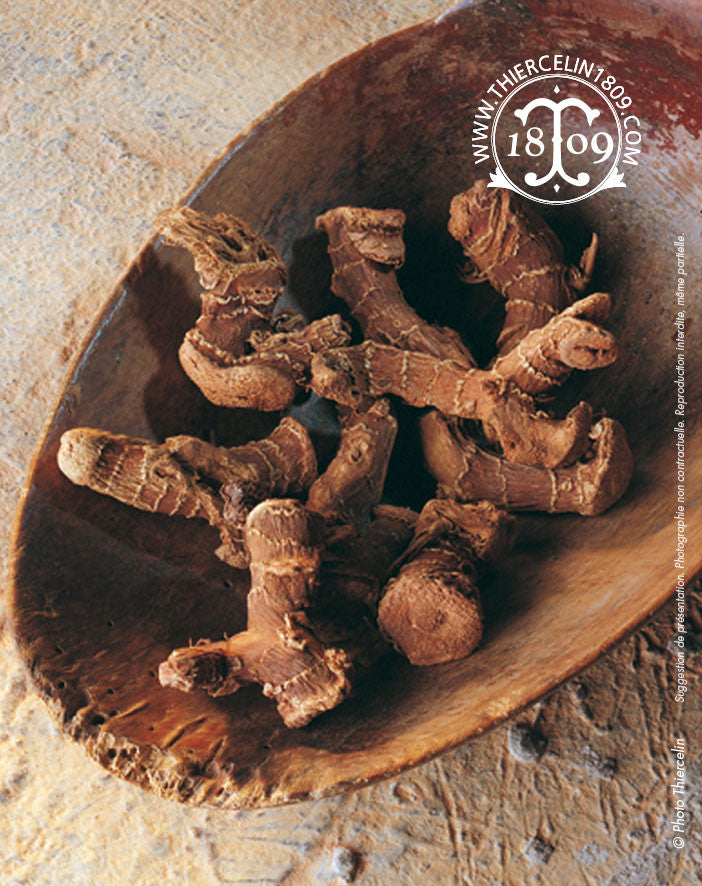 Galanga, racines - Thiercelin