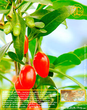 Baie de Goji, baies séchées