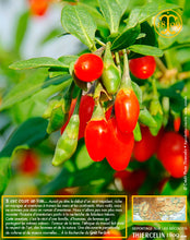 Baie de Goji, baies séchées