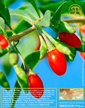 Baie de Goji, baies séchées